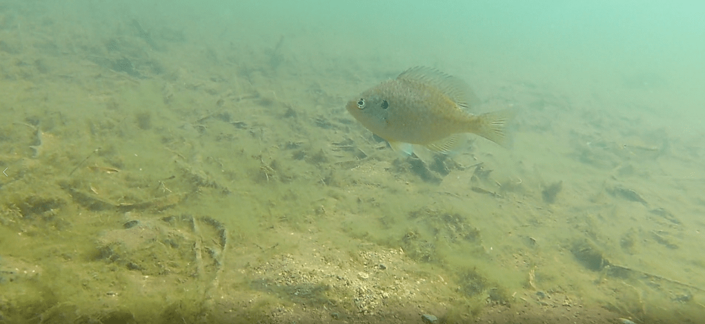 An underwater scene with sand and moss towards the bottom of the picture. A bluegill swims to the left in full profile view.